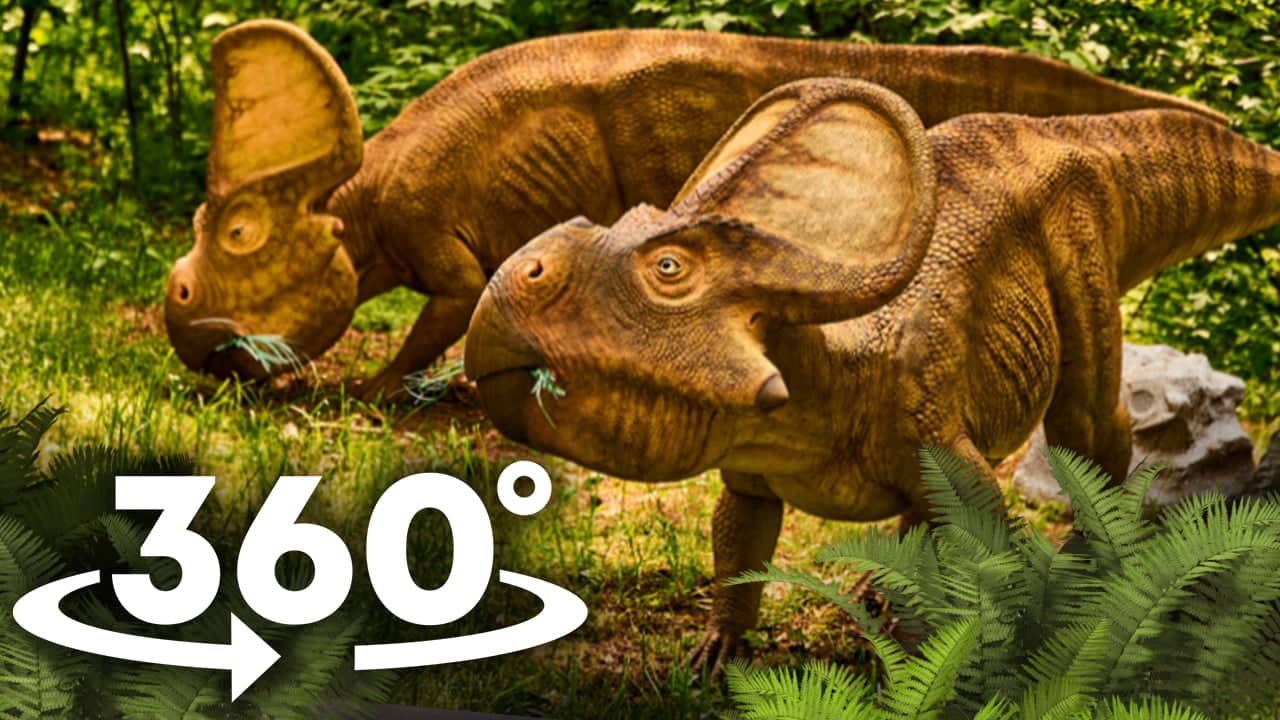 VR Jurassic Encyclopedia #3 – Protoceratops dinosaur facts VR 360 video education