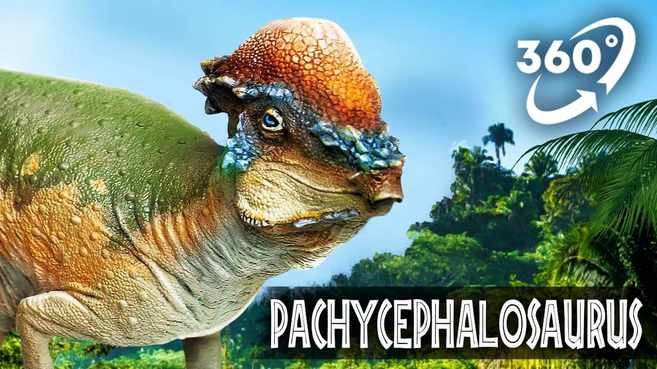 VR Jurassic Encyclopedia #19 – Pachycephalosaurus dinosaur facts VR 360 video education